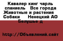 Кавалер кинг чарль спаниель - Все города Животные и растения » Собаки   . Ненецкий АО,Белушье д.